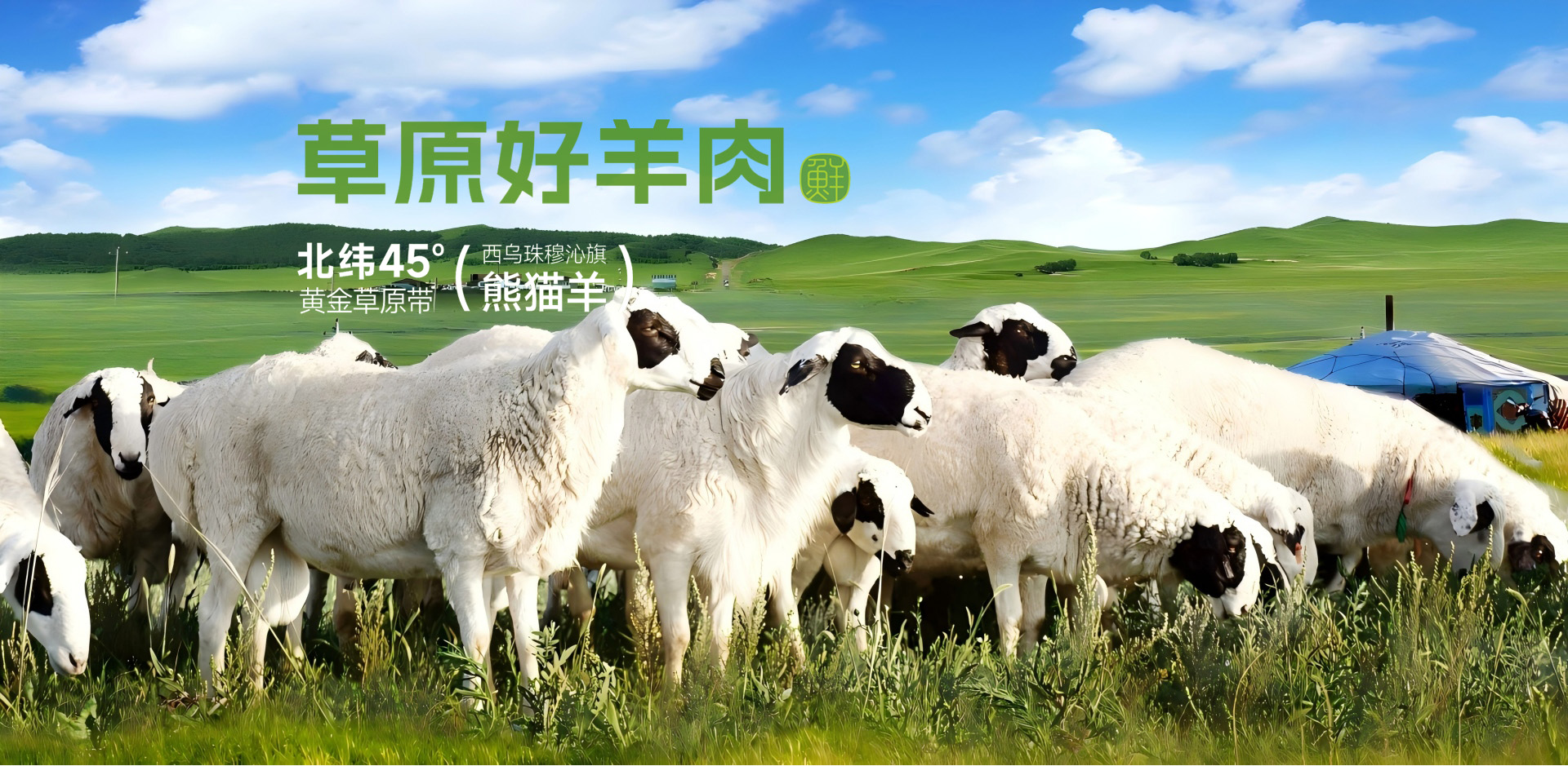 草原好羊肉,北纬45°锡林郭勒的珍宝——乌珠穆沁熊猫羊